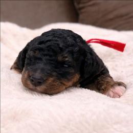 Falcon - Phantom male Goldendoodle puppy in Pittsburg, Texas from Grace Springs Goldendoodles