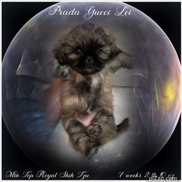 Shih Tzu Puppies from Mtn Top Royal Shih Tzu