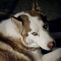 Tiger - Red and white Siberian Husky puppy in Starks, Louisiana from Southland Husky Kennels LLC.