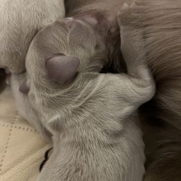 Long Haired Weimaraner Puppies from Northern Bluegrass Weimaraners