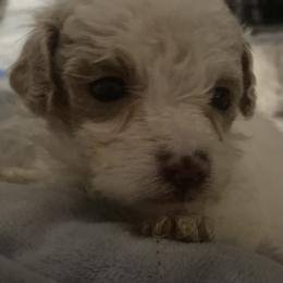 Peanut - Parti male Goldendoodle puppy in Cumberland, Rhode Island from minigoldendoodlesofRI