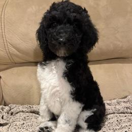 Zeta - Parti female Poodle puppy in Troy, New Hampshire from SP Standard Poodles
