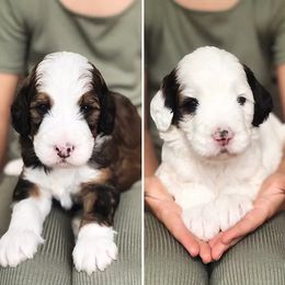 Bernedoodle and Cavapoo Puppies from Sarah Baker