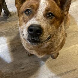 Australian Cattle Dog All Grown Up from Firecreek Farm & Designs