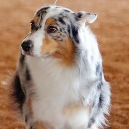 Australian Shepherds from Robin Mcneill