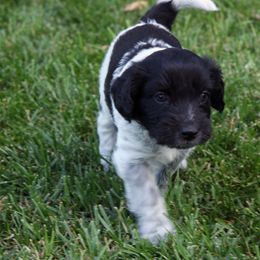 Schapendoes Puppies from Dream Star Schapendoes
