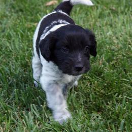 Schapendoes Puppies from Dream Star Schapendoes