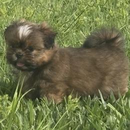 Goose - Tricolor female Shih Tzu puppy in Punta Gorda, Florida from Staci Fidler