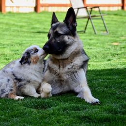 Australian Shepherd Puppies from Saddle Peak Aussies