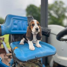 Magnolia - Black brown and white female Basset Hound puppy in Hurtsboro, Alabama from PARK’s Family Farm