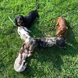 Dachshund Puppies from Kelly's Doxies