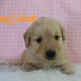 Orange collar girl - Golden female Golden Retriever puppy in Otis Orchards, Washington from Sunlite Golden Retrievers