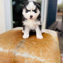 Bean - Black and white female Pomsky puppy in Yavapai County, Arizona from Pawsh Pomskies