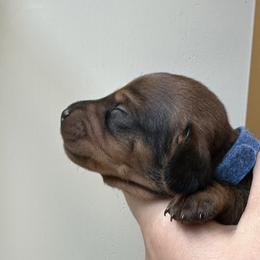 D'Artagnan - Red male Dachshund puppy in Crystal, Michigan from Mare-Bella Smoothcoat Edition