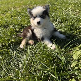 Bear - Black and white male Pomsky puppy in Bucyrus, Missouri from Hill Top Pomskies