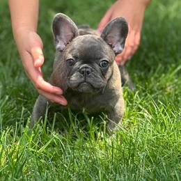 Girl 3 - Blue female French Bulldog puppy in Pennsylvania from R & C French Bulldogs