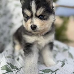 Ivy - Black and white female Pomsky puppy in Mesa, Arizona from Platinum Pomskies