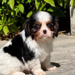 Cove - Tri-color male Cavalier King Charles Spaniel puppy in De Pere, Wisconsin from Rose Garden Kennels