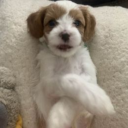 Cavapoo puppies from Precious Puppies