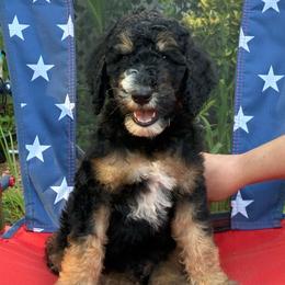 Phantom Boy 2 - Phantom male Poodle puppy in Jesup, Georgia from Altamaha Mud Poodles LLC.