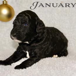 JANUARY - Black female Australian Labradoodle puppy in Austin, Texas from AussieTex Labradoodles