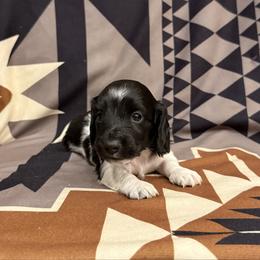 Male 1 LIMITED AKC - Piebald male Dachshund puppy in Aurora, Missouri from Baker Farms