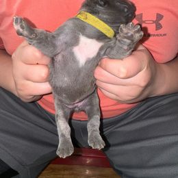 Yellow - Blue French Bulldog puppy in Williamston, North Carolina from Beth’s Precious Dachshunds and Frenchies