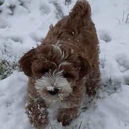Avi Kash - Red  male Goldendoodle puppy in Boaz, Alabama from Doodles All Day
