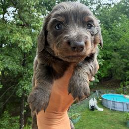 Blue bell - Wire hair Silkie - Gray (blue) and tan female Dachshund puppy in Cleveland, Georgia from Memaw’s Minis Babies Doxies