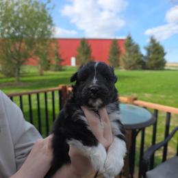 Bi Black Girl - Black and white female Shetland Sheepdog puppy in Lenox, Iowa from Crossroad shelties