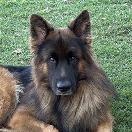 Chewy - German Shepherd