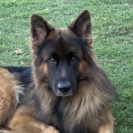 Chewy - German Shepherd