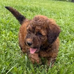 Brie - Sable female Bordoodle puppy in Canfield, Ohio from Poo's Doo's & Inu's
