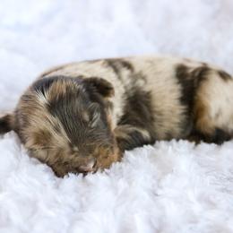 Boss - Brown merle male Aussiedoodle puppy in Crete, Nebraska from Doodles & Co