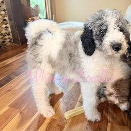 Zeus - Blue merle male Bernedoodle puppy in Omaha, Nebraska from Whimsy Doodles
