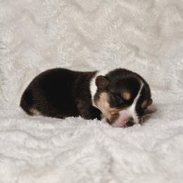 Salem - Black and tan male Pembroke Welsh Corgi puppy in Northwood, Iowa from Sorrel Sands Corgis