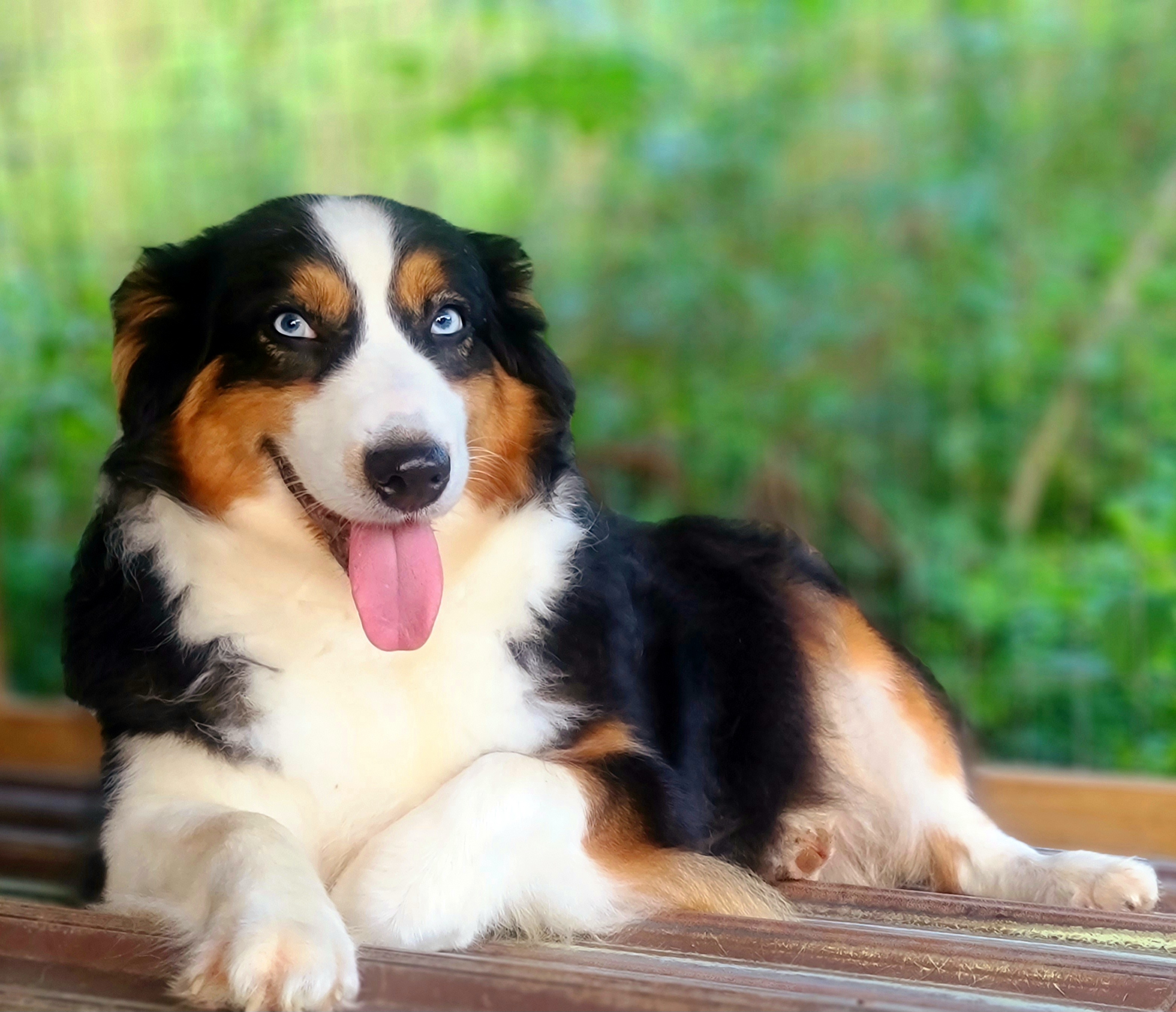 Tess - Australian Shepherd