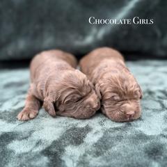 2nd Pick Chocolate Girl - Chocolate female Australian Labradoodle puppy in Hartshorne, Oklahoma from Jena Edmond