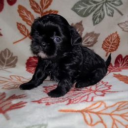 Boy 3 - Black male Shih Tzu puppy in Bishop, California from Shih Tzu G-ma
