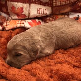 Blue White - Apricot male Goldendoodle puppy in Medina, Ohio from Farmer Doodles
