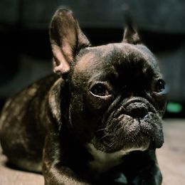Mamás - French Bulldog