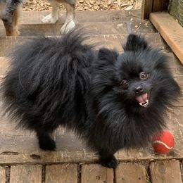 Bear  - Pomeranian