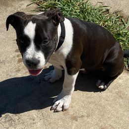 American Bullies from David’s House of Bullyz