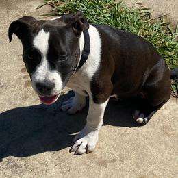 American Bullies from David’s House of Bullyz