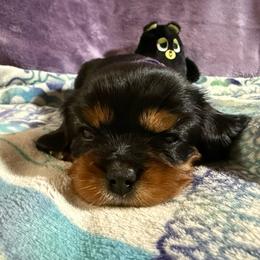 Butters (Sassi) - Black and tan female Cavalier King Charles Spaniel puppy in Fairmount, Indiana from Dream Maker Cavaliers