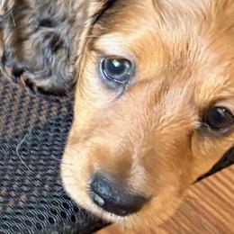 Dachshunds from Sandy's Long Haired Doxies