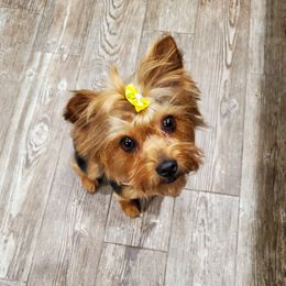 Lucy - Yorkshire Terrier