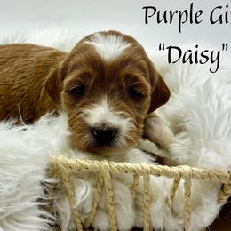Daisy - Red  female Goldendoodle puppy in Travelers Rest, South Carolina from Bailey Mountain Doodles
