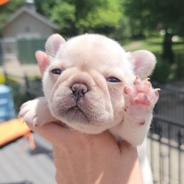 French Bulldog Puppies from Frenchie D'lite