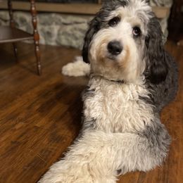 Stella Rue - Bernedoodle